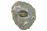 Detailed Gerastos Trilobite Fossil - Morocco #277643-3